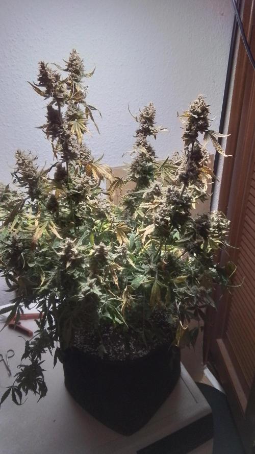 Amalia Kush. Week 13