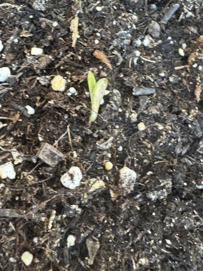 Ven. 12/06/25 (MilkywayF1). Week 0
