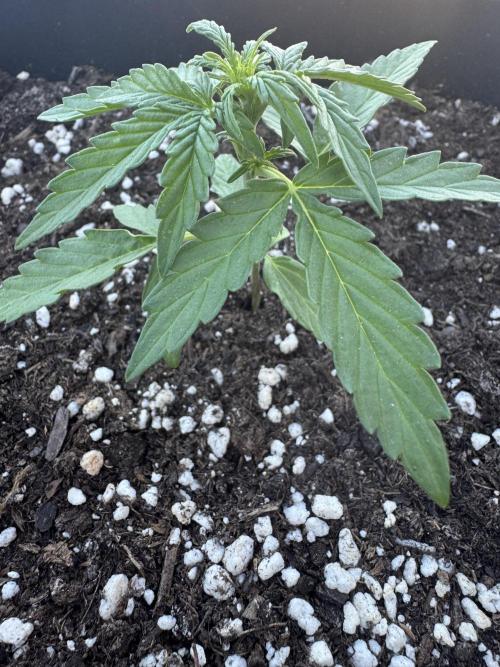 Ven. 12/06/25 (MilkywayF1). Week 2