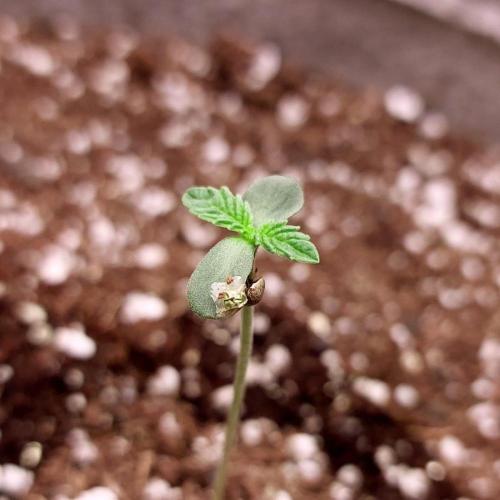 Atami_grow_SA. Week 1