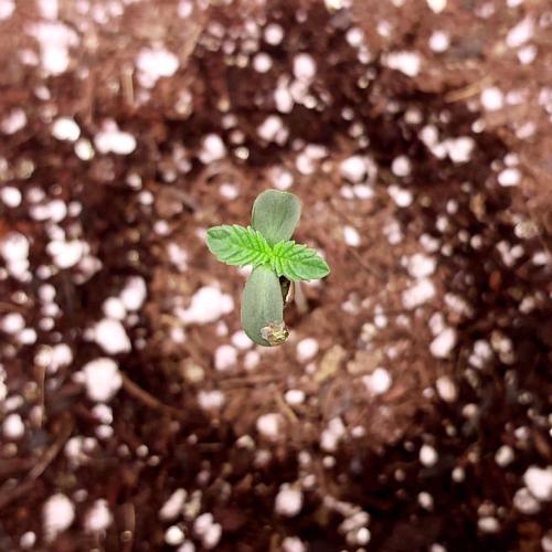 Atami_grow_SA. Week 1