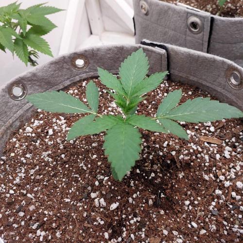Atami_grow_SA. Week 2