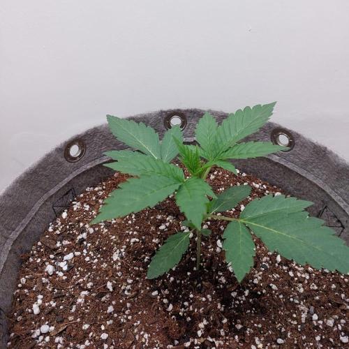 Atami_grow_SA. Week 2