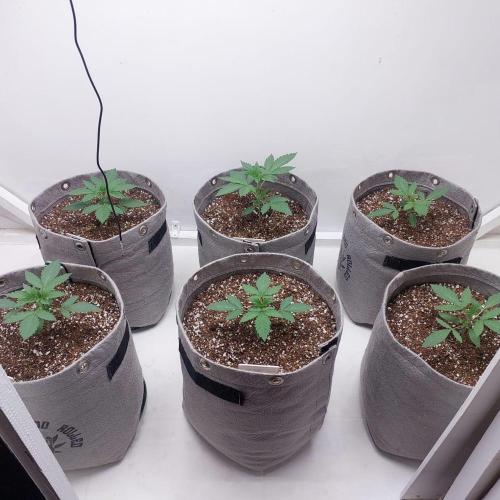Atami_grow_SA. Week 2
