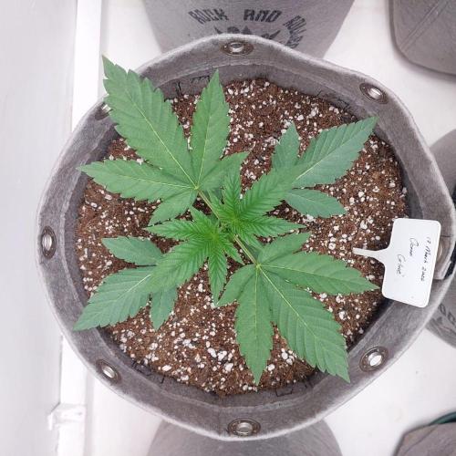 Atami_grow_SA. Week 2