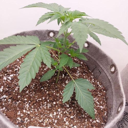 Atami_grow_SA. Week 2