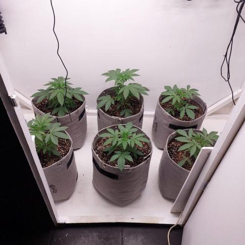 Atami_grow_SA. Week 3
