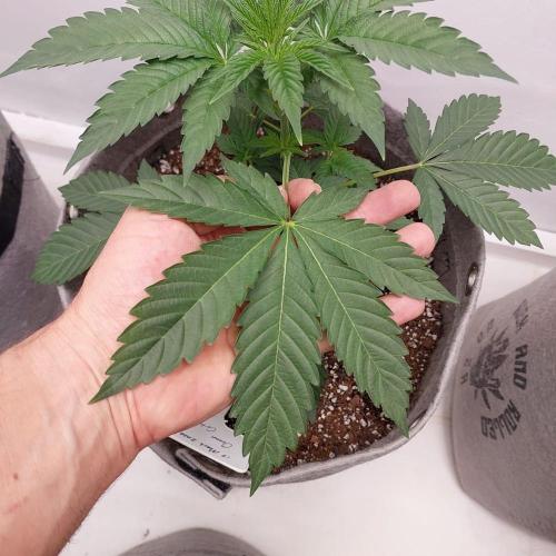 Atami_grow_SA. Week 3