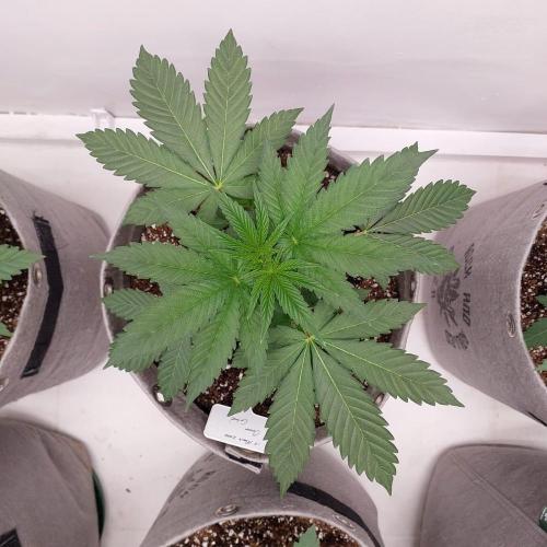 Atami_grow_SA. Week 3