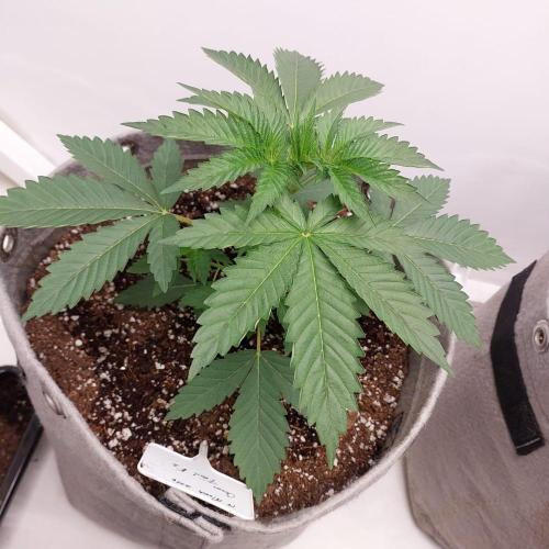 Atami_grow_SA. Week 3