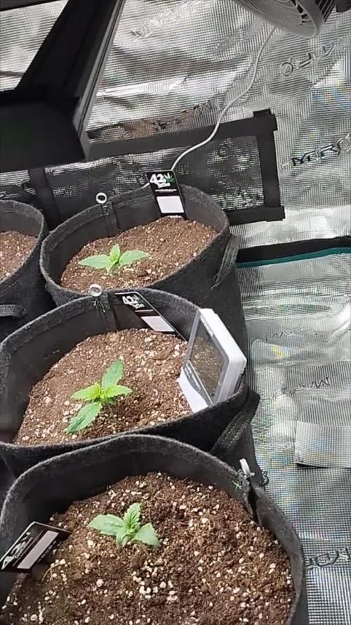Blue Dream