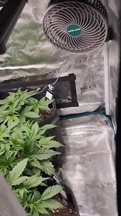 Blue Dream