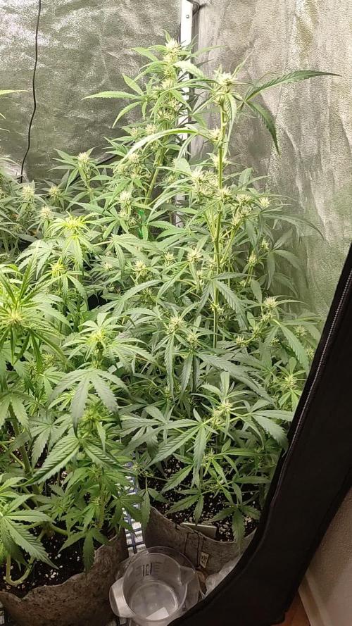 Fast Buds run #2 | Autoflower