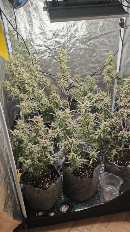 Banana run | Autoflower