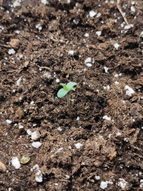 Humboldt & RQS | Jelly Donutz, Hyperion. Week 0 - Jelly donutz 