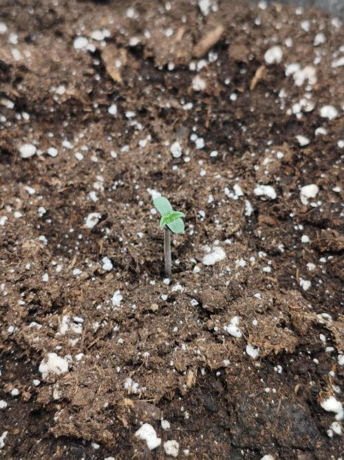 Humboldt & RQS | Jelly Donutz, Hyperion. Week 0 - Hyperion  F1 