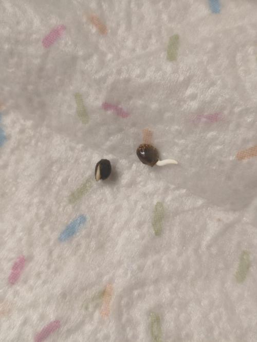 Humboldt & RQS | Jelly Donutz, Hyperion. Week 0 - Jelly & Cheese