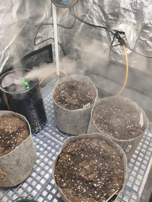 Humboldt & RQS | Jelly Donutz, Hyperion. Week 0 - Mist