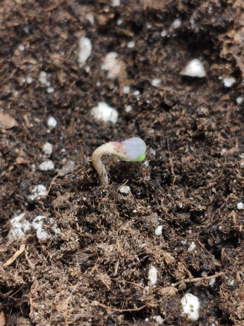 Humboldt & RQS | Jelly Donutz, Hyperion. Week 0 - Sweet Cheese