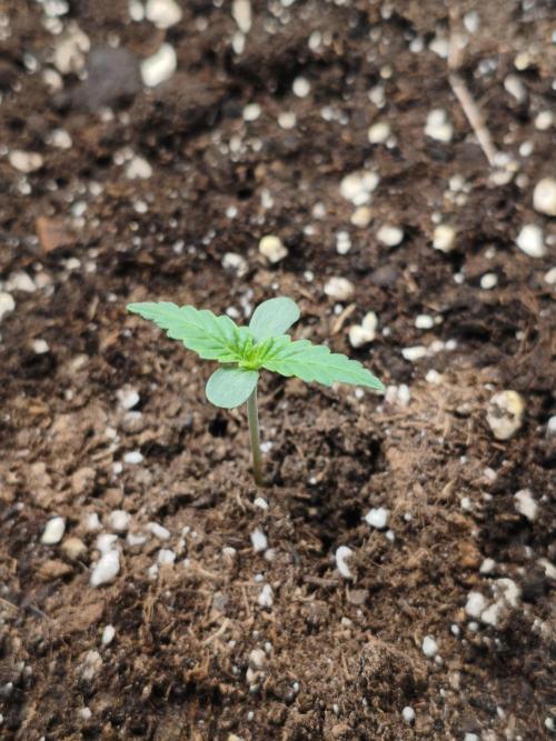 Humboldt & RQS | Jelly Donutz, Hyperion. Week 0 - Jelly #2