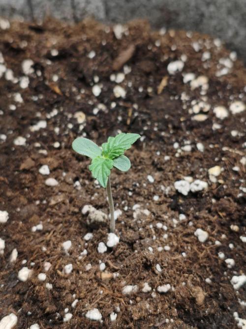 Humboldt & RQS | Jelly Donutz, Hyperion. Week 0 - Hyperion #2