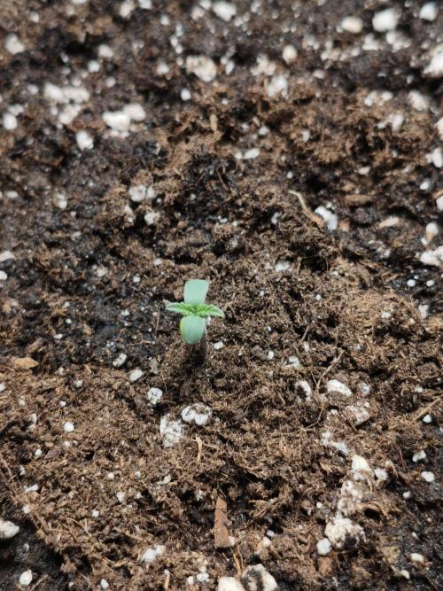 Humboldt & RQS | Jelly Donutz, Hyperion. Week 1 - Sweet Cheese 