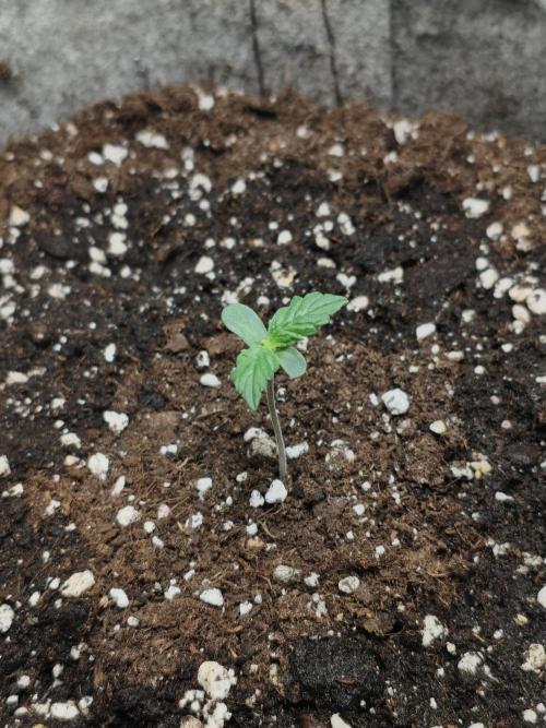 Humboldt & RQS | Jelly Donutz, Hyperion. Week 1 - Hyperion 