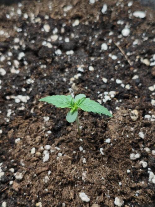 Humboldt & RQS | Jelly Donutz, Hyperion. Week 1 - Jelly