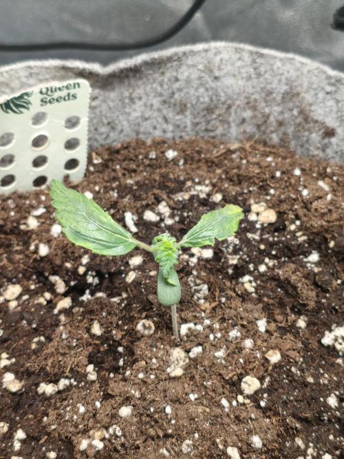 Humboldt & RQS | Jelly Donutz, Hyperion. Week 1