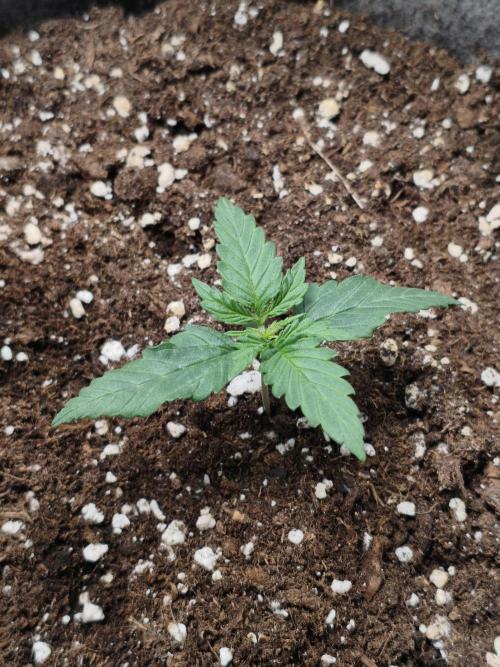 Humboldt & RQS | Jelly Donutz, Hyperion. Week 1