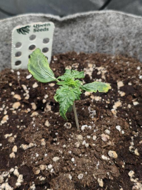 Humboldt & RQS | Jelly Donutz, Hyperion. Week 2 - Hyperion