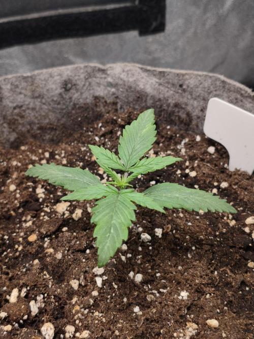 Humboldt & RQS | Jelly Donutz, Hyperion. Week 2 - Jelly