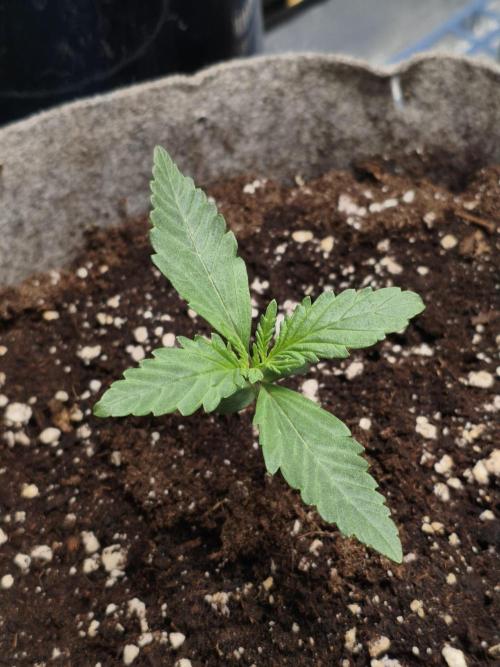 Humboldt & RQS | Jelly Donutz, Hyperion. Week 2 - Sweet Cheese 