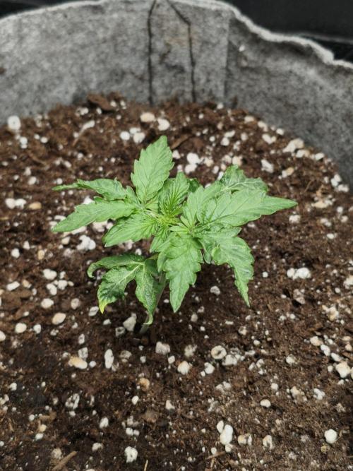 Humboldt & RQS | Jelly Donutz, Hyperion. Week 2 - Hyperion