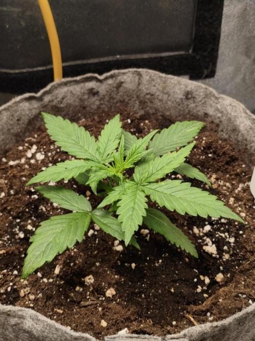 Humboldt & RQS | Jelly Donutz, Hyperion. Week 2 - Jelly