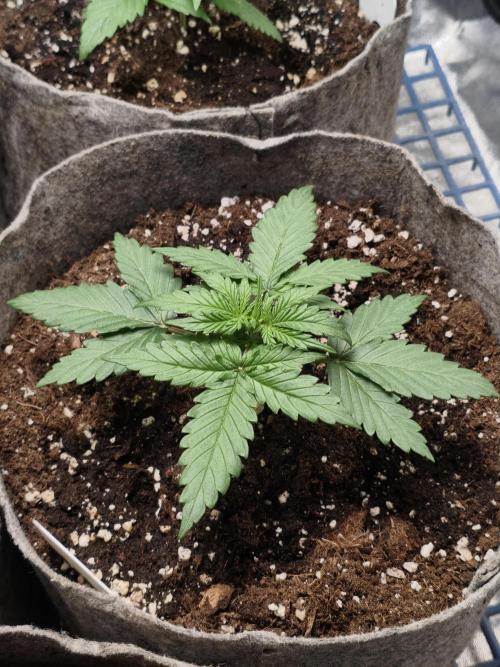 Humboldt & RQS | Jelly Donutz, Hyperion. Week 2 - Jelly 