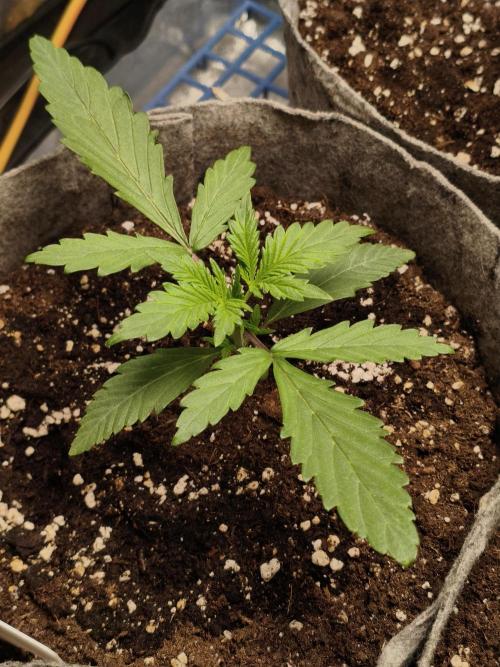 Humboldt & RQS | Jelly Donutz, Hyperion. Week 2 - Sweet Cheese 