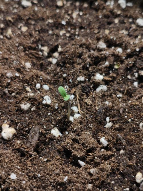 Humboldt & RQS | Jelly Donutz, Hyperion. Week 2 - Cheese #2