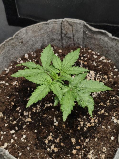 Humboldt & RQS | Jelly Donutz, Hyperion. Week 3 - Hyperion