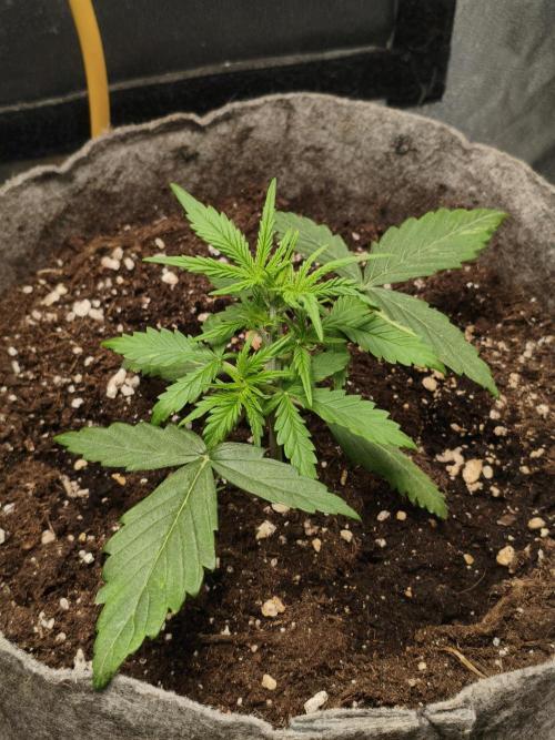 Humboldt & RQS | Jelly Donutz, Hyperion. Week 3 - Jelly #1