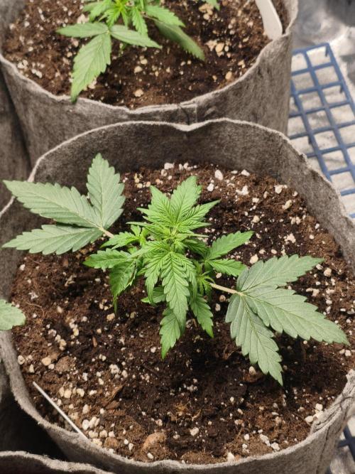 Humboldt & RQS | Jelly Donutz, Hyperion. Week 3 - Jelly #2