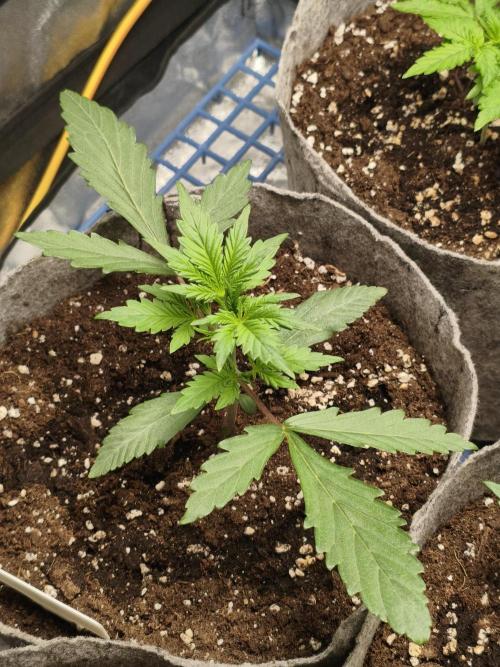 Humboldt & RQS | Jelly Donutz, Hyperion. Week 3 - Sweet Cheese #1