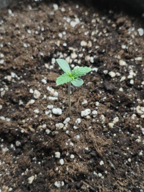 Humboldt & RQS | Jelly Donutz, Hyperion. Week 3 - Sweet Cheese #2