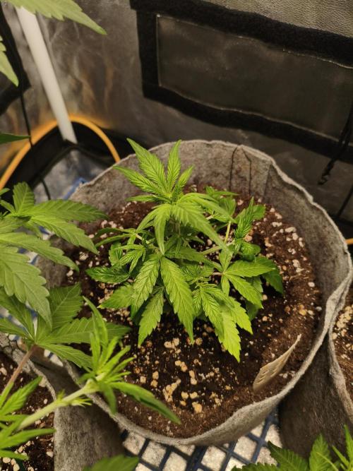 Humboldt & RQS | Jelly Donutz, Hyperion. Week 4 - Hyperion 