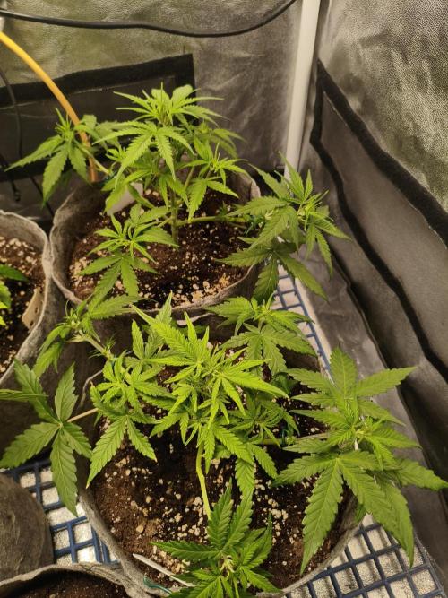 Humboldt & RQS | Jelly Donutz, Hyperion. Week 4 - Jelly Donutz