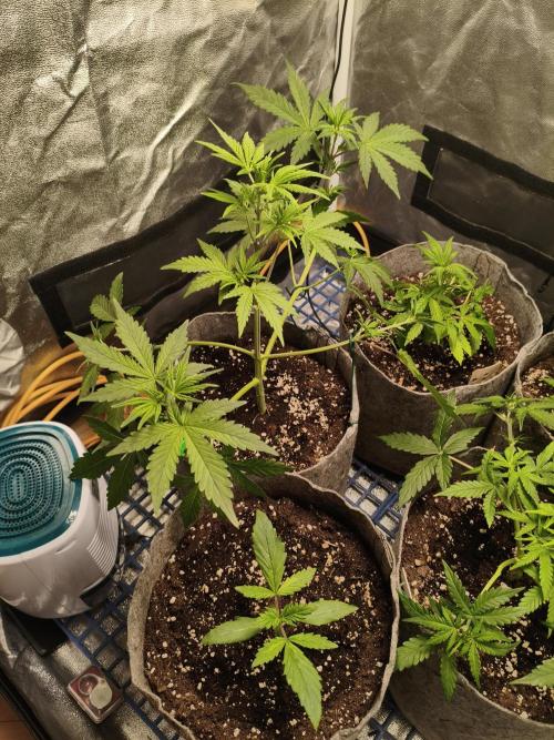 Humboldt & RQS | Jelly Donutz, Hyperion. Week 4 - Sweet Cheese 