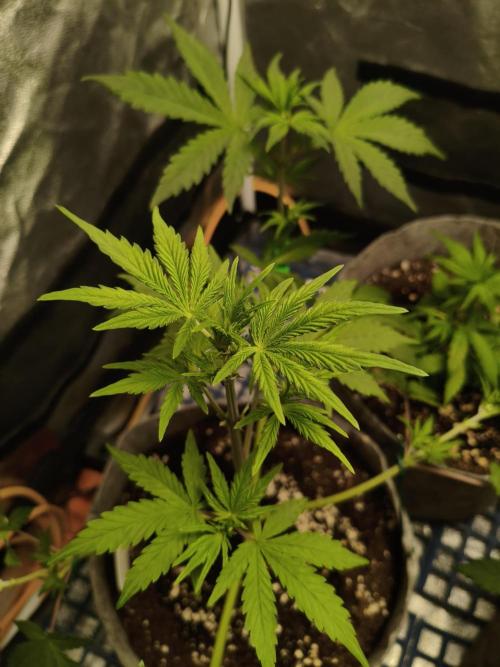 Humboldt & RQS | Jelly Donutz, Hyperion. Week 4 - Cheese detail