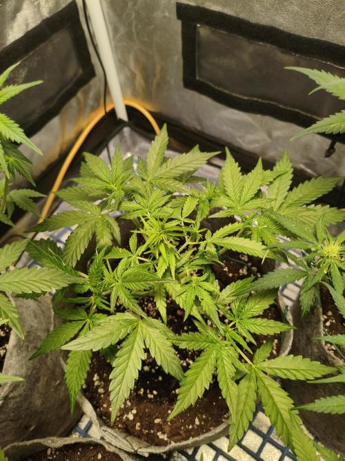 Humboldt & RQS | Jelly Donutz, Hyperion. Week 6 - Hyperion 