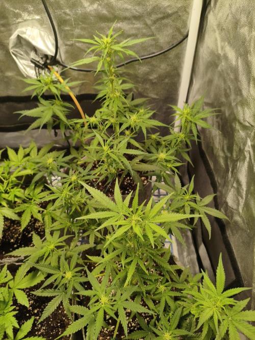 Humboldt & RQS | Jelly Donutz, Hyperion. Week 6 - Jelly Donutz 