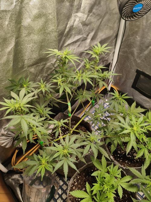 Humboldt & RQS | Jelly Donutz, Hyperion. Week 6 - Sweet Cheese 